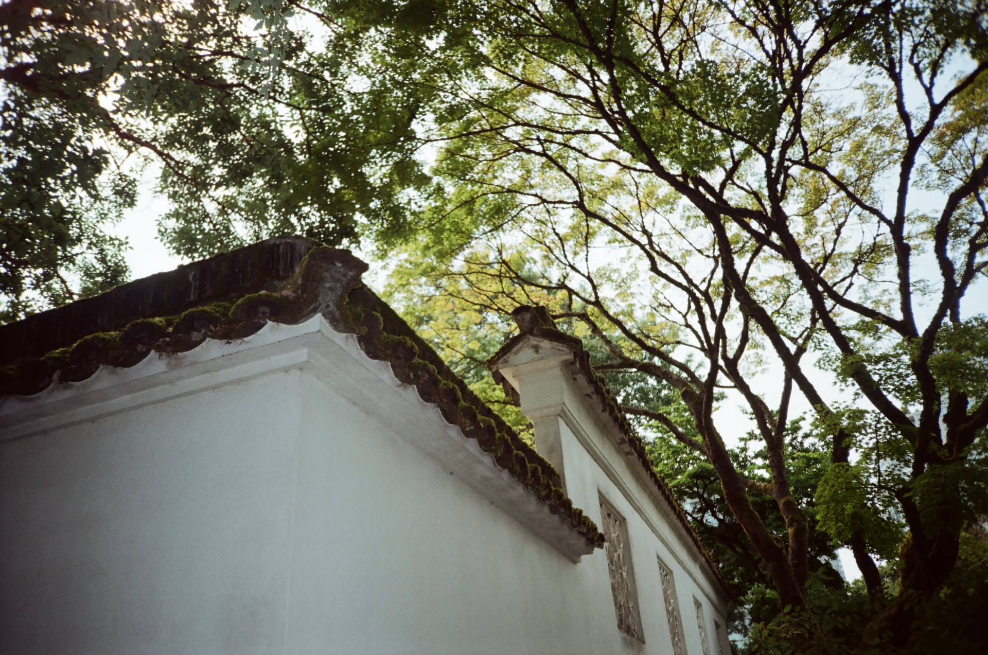Moss-covered tiled roof edge of a white garden wall seen from below