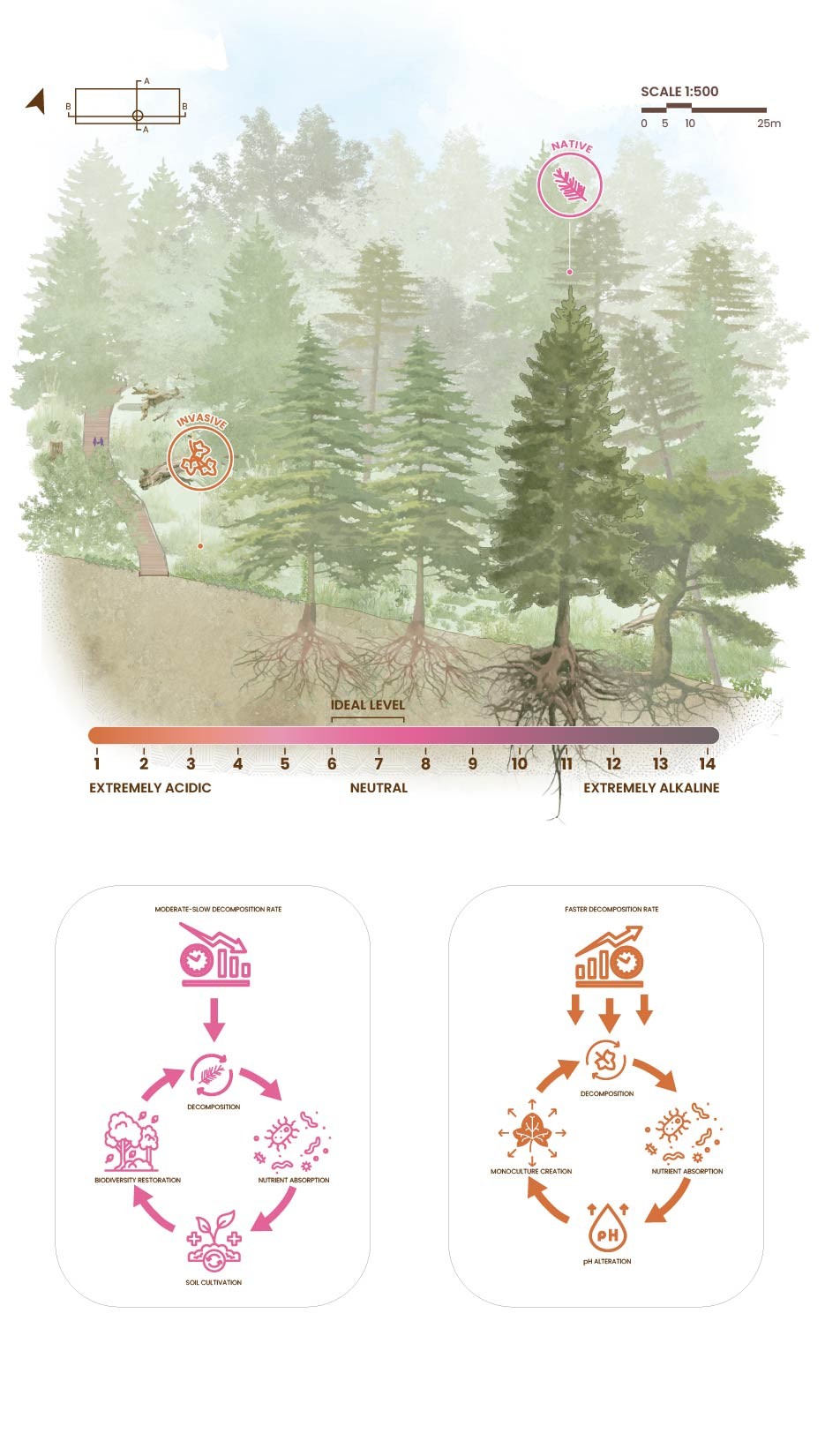 Transverse elevation at 1:500 with soil pH scale and decomposition cycle diagrams for native and invasive species
