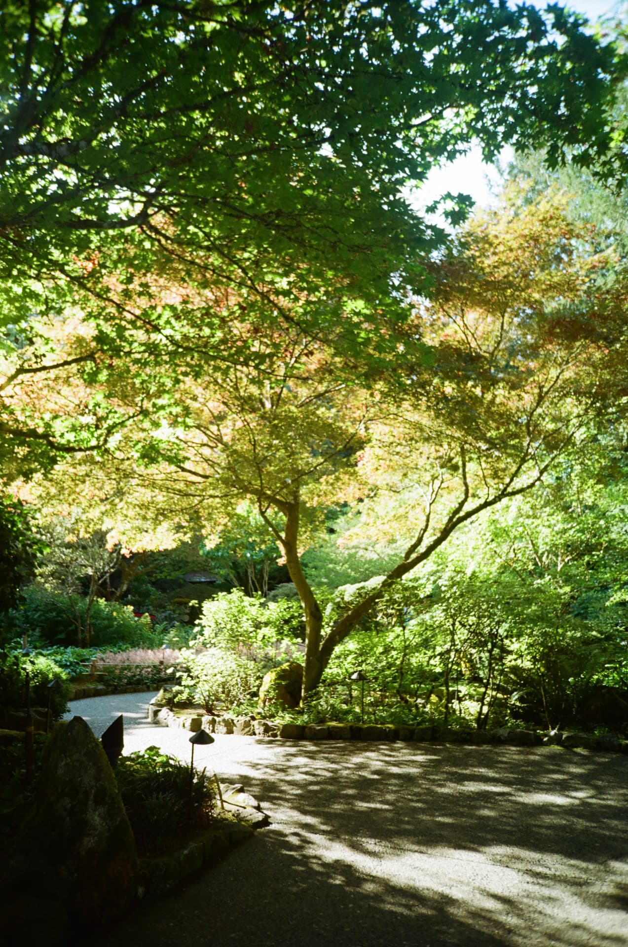 Japanese maple over a garden path in dappled light